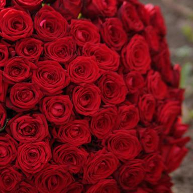 লাল গোলাপে ভালোবাসা