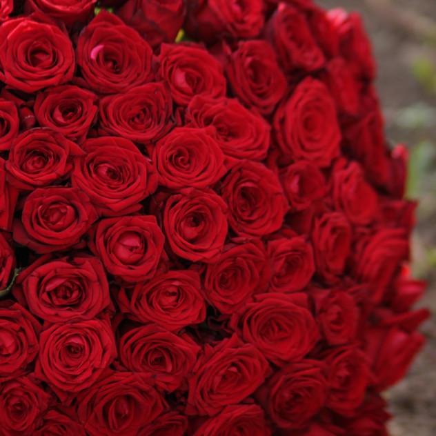 লাল গোলাপে ভালোবাসা