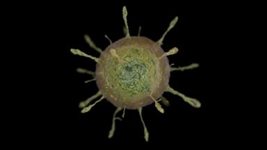 দেশে প্রথমবারের মতো শনাক্ত হওয়া রিওভাইরাস কতটা গুরুতর