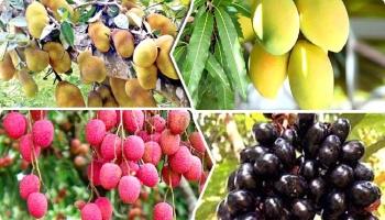 কাতারে প্রথমবারের মতো বাংলাদেশি ফল মেলা