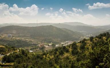 ১০ কোটি গাছ রোপণের লক্ষ্যমাত্রা পূরণের পথে সৌদি
